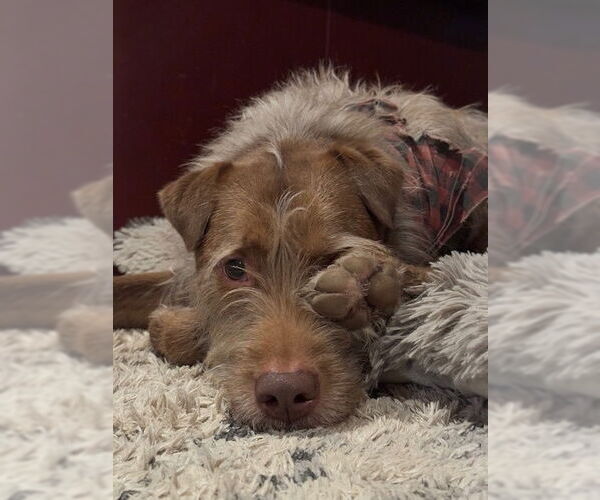 Medium Photo #6 German Shorthaired Pointer-Unknown Mix Puppy For Sale in Bellingham, WA, USA