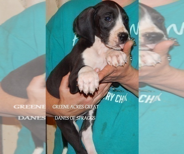 Medium Photo #5 Great Dane Puppy For Sale in SPRAGGS, PA, USA