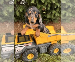 Dachshund Puppy for sale in MIDDLEBURY, IN, USA