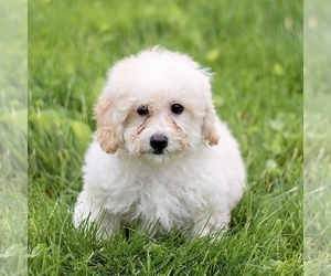 Bichon Frise-Bichpoo Mix Puppy for sale in KINZERS, PA, USA