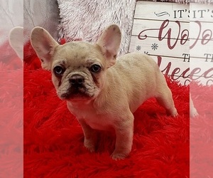 French Bulldog Puppy for sale in SANDY HOOK, KY, USA