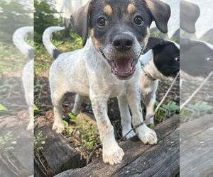 Pointer-Unknown Mix Dogs for adoption in Minneapolis, MN, USA