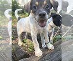 Small Pointer Mix