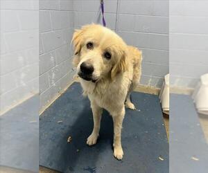 Great Pyrenees Dogs for adoption in Woodland, CA, USA