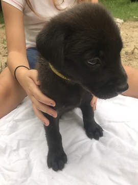 Medium Photo #1 Shepradors Puppy For Sale in LIVONIA, MI, USA