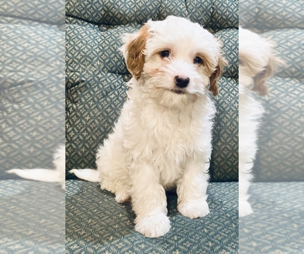 Medium Photo #3 Cavapoo Puppy For Sale in HILLSBORO, WI, USA