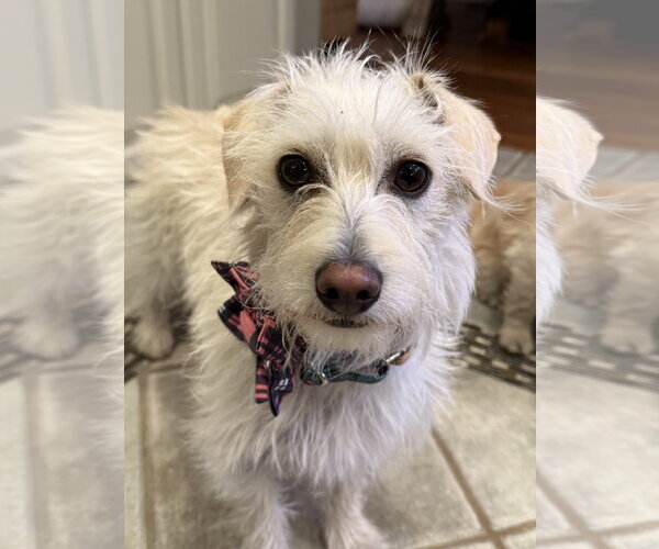 Medium Photo #4 Chihuahua-Unknown Mix Puppy For Sale in San Jose, CA, USA