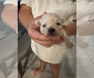 Maltese Puppy for sale in SAN ANTONIO, TX, USA