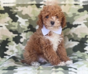 Cavapoo-Poodle (Miniature) Mix Puppy for sale in LAKELAND, FL, USA