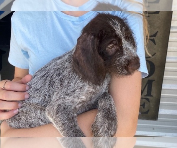 Medium Photo #1 German Wirehaired Pointer Puppy For Sale in JACKSONVILLE, FL, USA