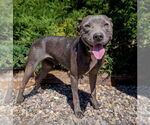 Small #1 American Staffordshire Terrier