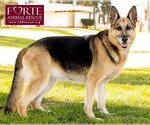 Small Photo #3 German Shepherd Dog Puppy For Sale in Marina del Rey, CA, USA