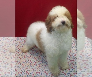 Poodle (Miniature) Puppy for sale in PATERSON, NJ, USA