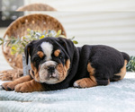 Small #2 Beabull-English Bulldog Mix