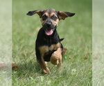 Lily - Female Australian Shepherd-Beagle Mix Dog for Adoption - Small photo