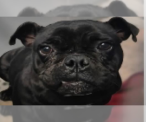 Pariza - Female Pug-Unknown Mix Dog for Adoption - Photo #2