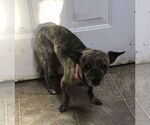 Small #3 Chiweenie
