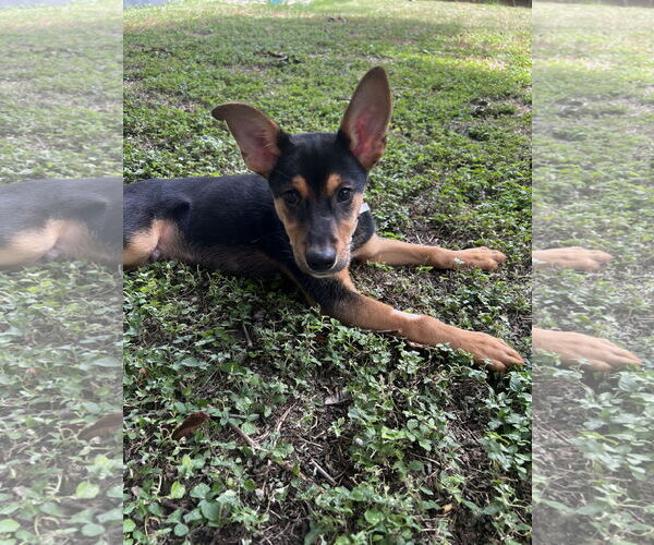 Medium Photo #1 Mutt Puppy For Sale in Euless, TX, USA