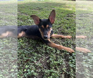 Mutt Dogs for adoption in Euless, TX, USA