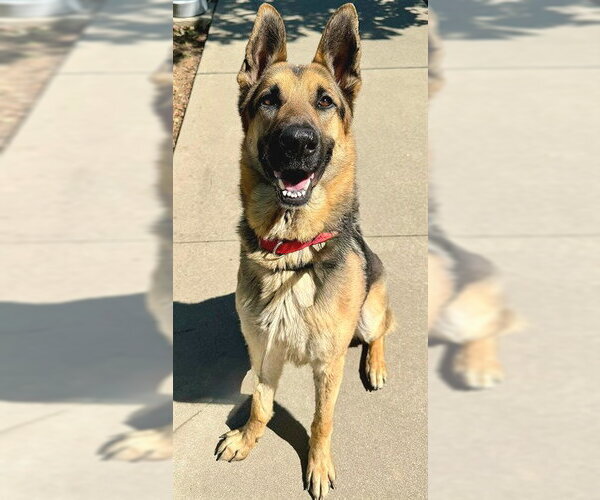 Medium Photo #1 German Shepherd Dog Puppy For Sale in Sacramento, CA, USA