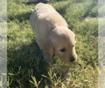 Small Photo #4 Golden Retriever Puppy For Sale in VICI, OK, USA