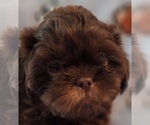 Small #6 Shih Tzu