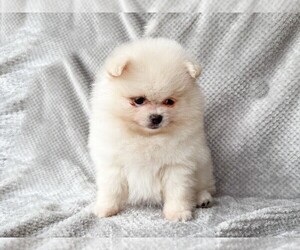 Pomeranian Puppy for sale in DAWSONVILLE, GA, USA