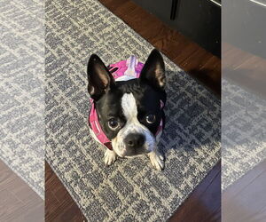 Boston Terrier Dogs for adoption in Wheaton, IL, USA
