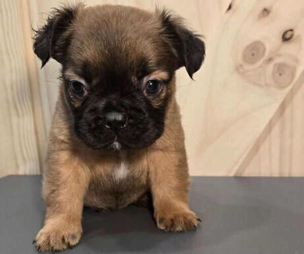 Medium Photo #1 French Bulldog Puppy For Sale in SACRAMENTO, CA, USA