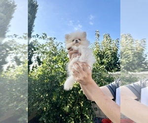 Pomeranian Puppy for sale in EASTVALE, CA, USA