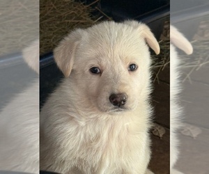 German Shepherd Dog Puppy for sale in DUBLIN, TX, USA