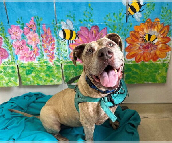 Medium Photo #2 Mutt Puppy For Sale in McKinleyville, CA, USA