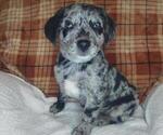 Small Photo #3 Sheprador Puppy For Sale in LEWISBURG, KY, USA