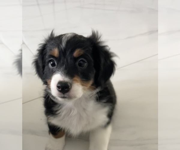 Medium Photo #4 Miniature Bernedoodle Puppy For Sale in PORT SAINT LUCIE, FL, USA