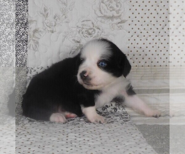 Medium Photo #2 Miniature Australian Shepherd Puppy For Sale in HARRISON, OH, USA