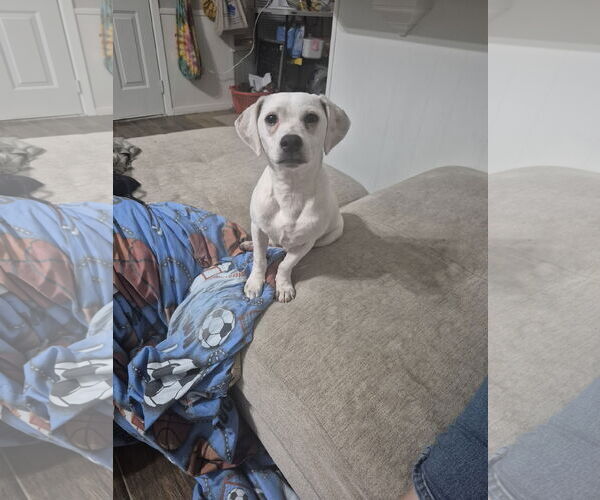 Medium Photo #10 Chihuahua Puppy For Sale in Rosenberg, TX, USA