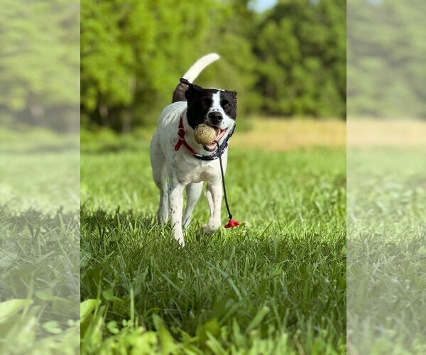 Medium Photo #8 American Staffordshire Terrier-Pointer Mix Puppy For Sale in Arlington, VA, USA