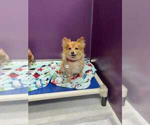 Pomeranian-Unknown Mix Dogs for adoption in Candler, NC, USA