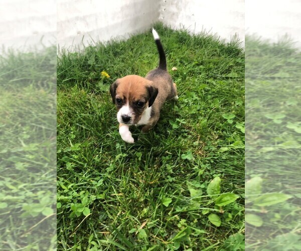 Medium Photo #1 Beagle-Bernedoodle Mix Puppy For Sale in MORRISVILLE, PA, USA