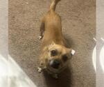 Small Chihuahua