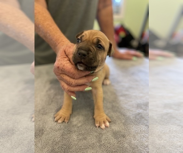 Medium Photo #17 American Pit Bull Terrier Puppy For Sale in TACOMA, WA, USA