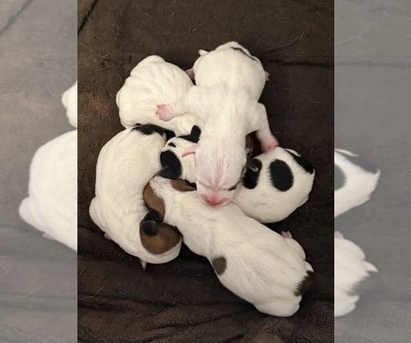 Medium Photo #1 Jack Russell Terrier Puppy For Sale in ALTOONA, FL, USA