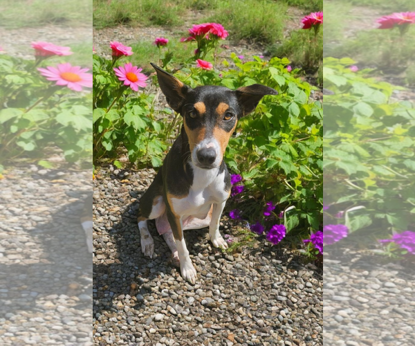 Medium Photo #8 Basenji-Rat Terrier Mix Puppy For Sale in McKinney, TX, USA