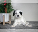 Small #2 English Cocker Spaniel