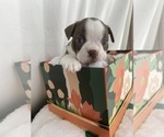 Puppy 3 Boston Terrier