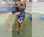 Small #1 Bullmastiff Mix