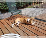 Small #16 Basenji Mix