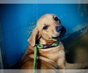 Boxer-Unknown Mix Dogs for adoption in Orlando, FL, USA