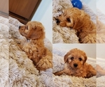 Puppy Gray Goldendoodle (Miniature)