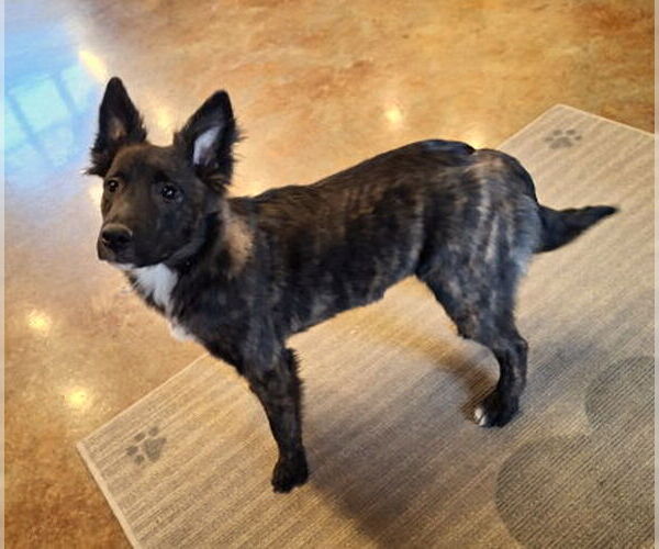 Medium Photo #3 Holland Shepherd-Unknown Mix Puppy For Sale in Mountain View, AR, USA